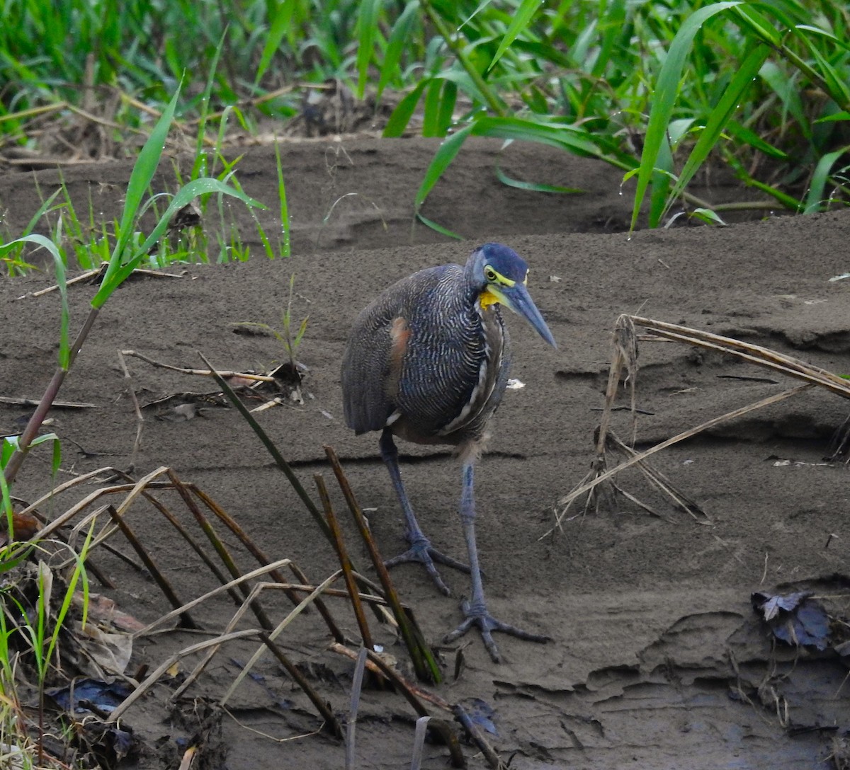 Green Heron - ML622095791