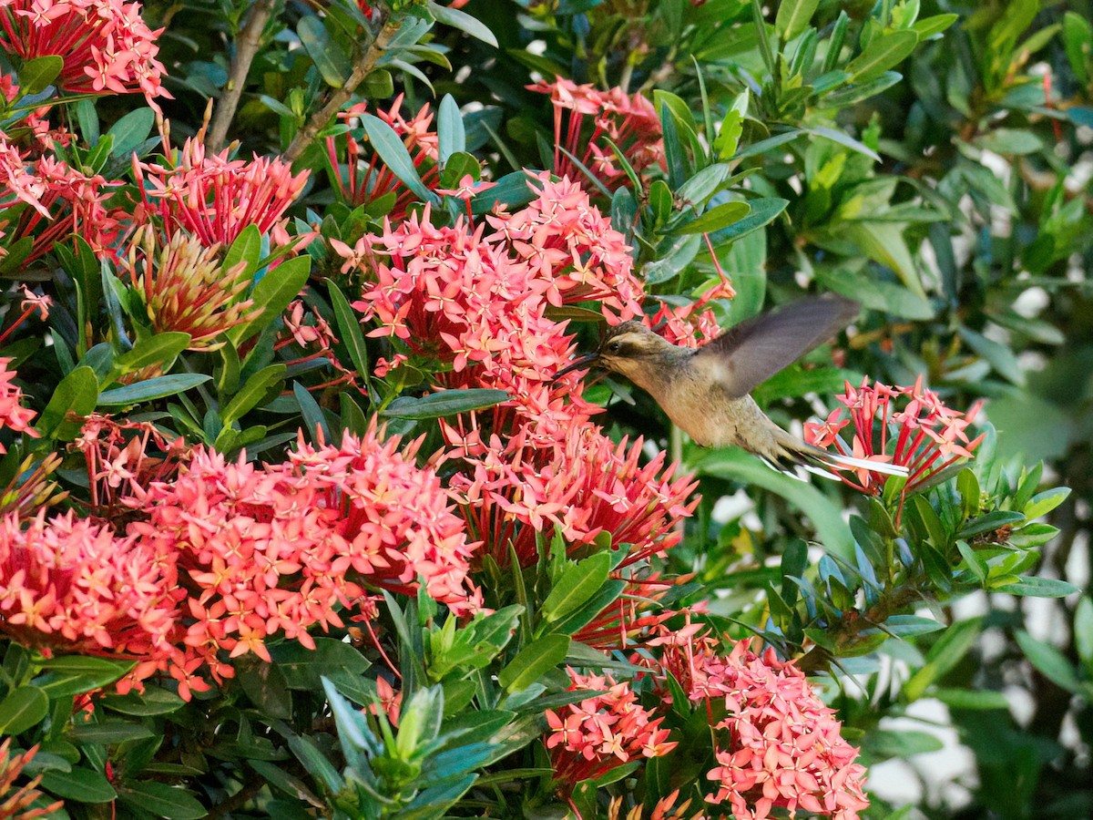 Buff-bellied Hermit - ML622095797