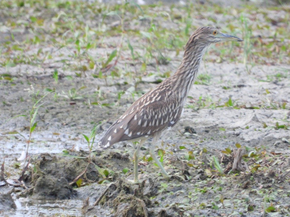 Black-crowned Night Heron - ML622095798