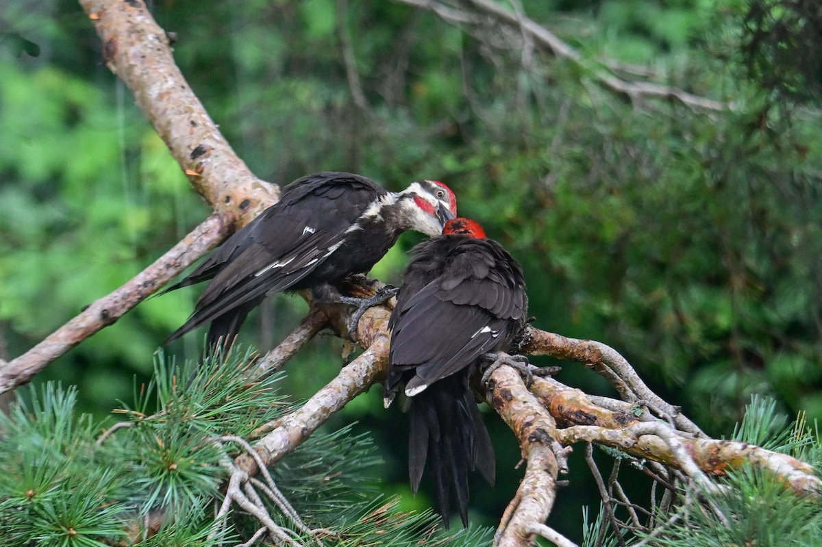 Pileated Woodpecker - Serg Tremblay