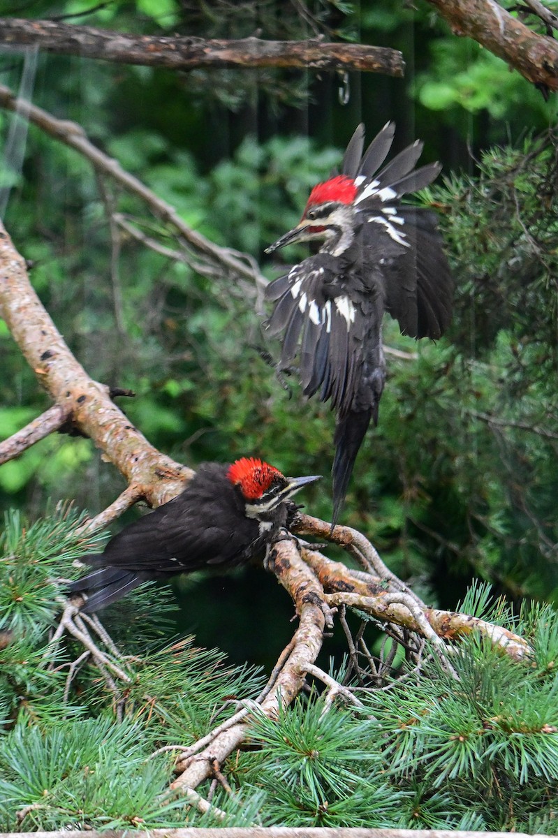 Pileated Woodpecker - ML622095800