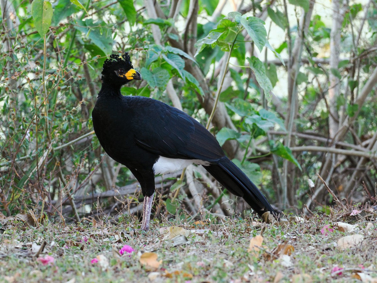 Bare-faced Curassow (Bare-faced) - ML622095801