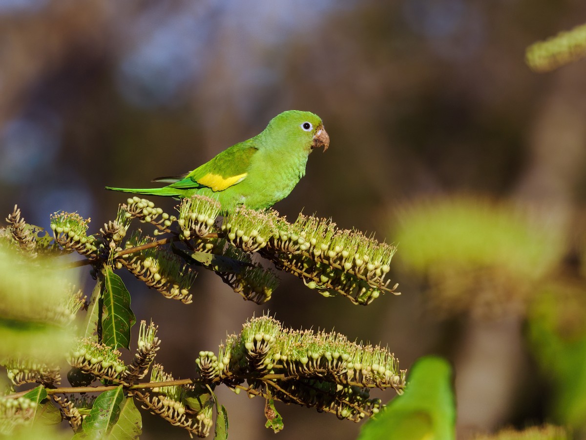 Yellow-chevroned Parakeet - ML622095814