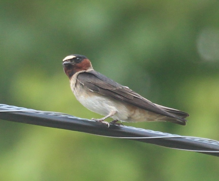 Cliff Swallow - ML622095815