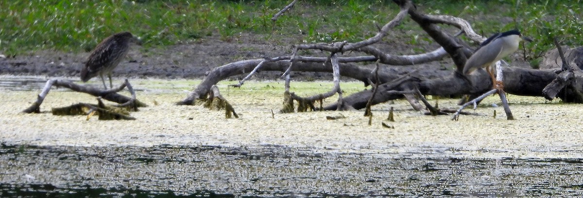 Black-crowned Night Heron - ML622095816