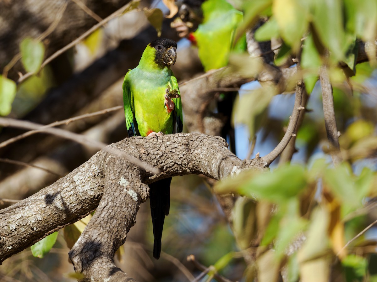 Nanday Parakeet - ML622095818