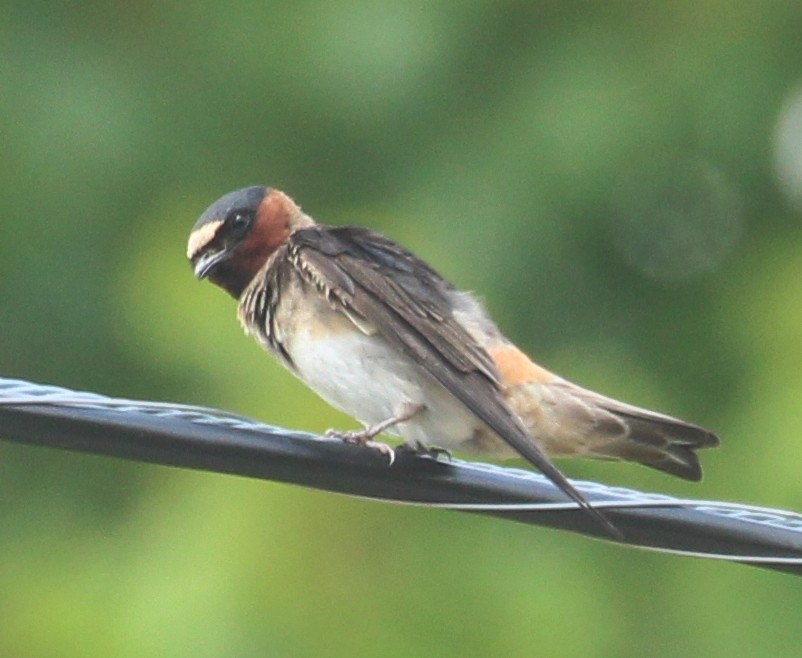 Cliff Swallow - ML622095819