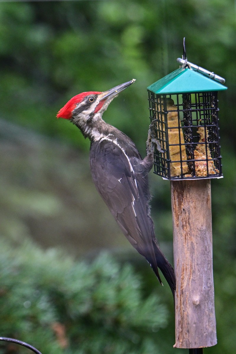 Pileated Woodpecker - ML622095820