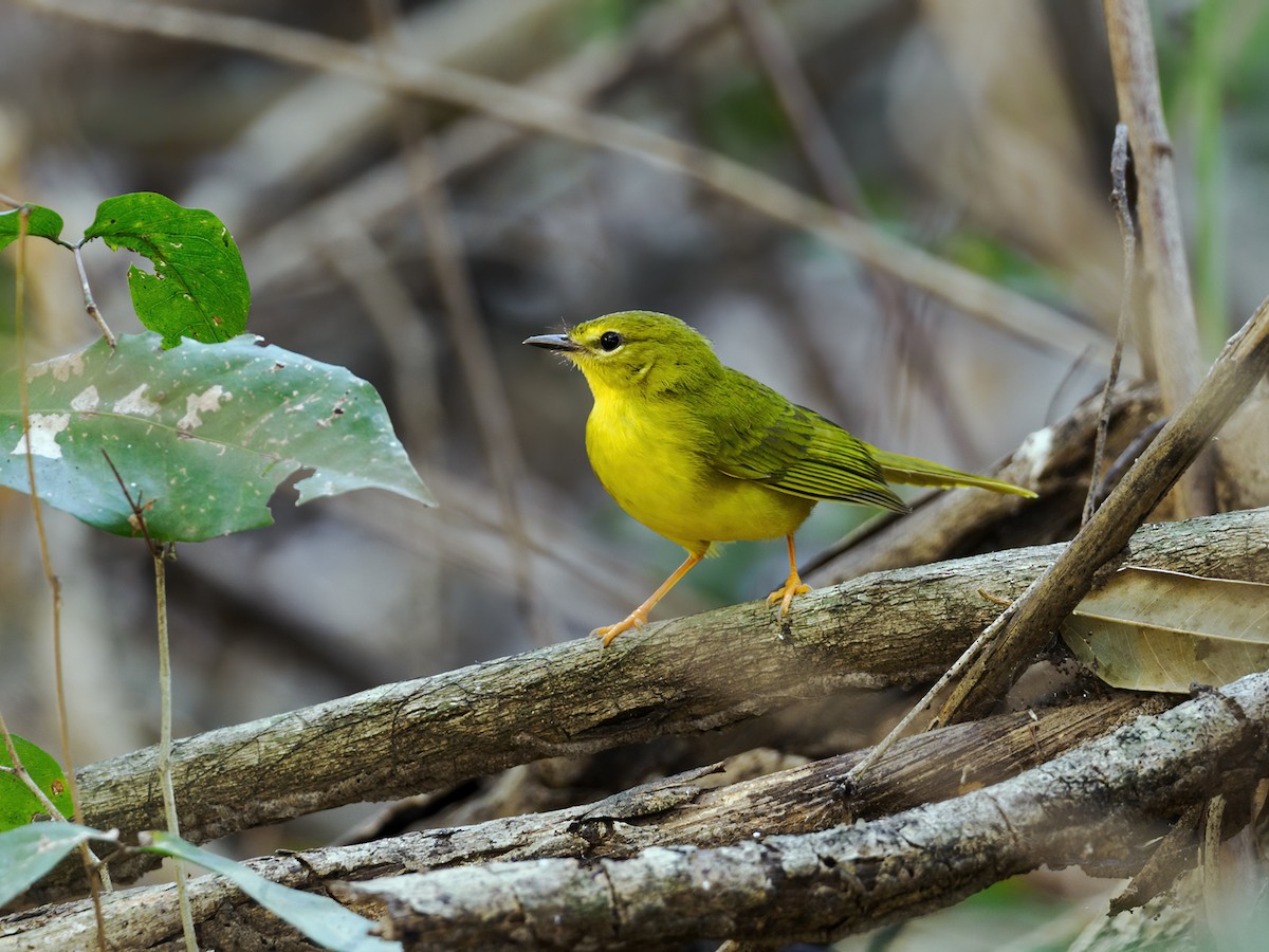 Flavescent Warbler - ML622095821