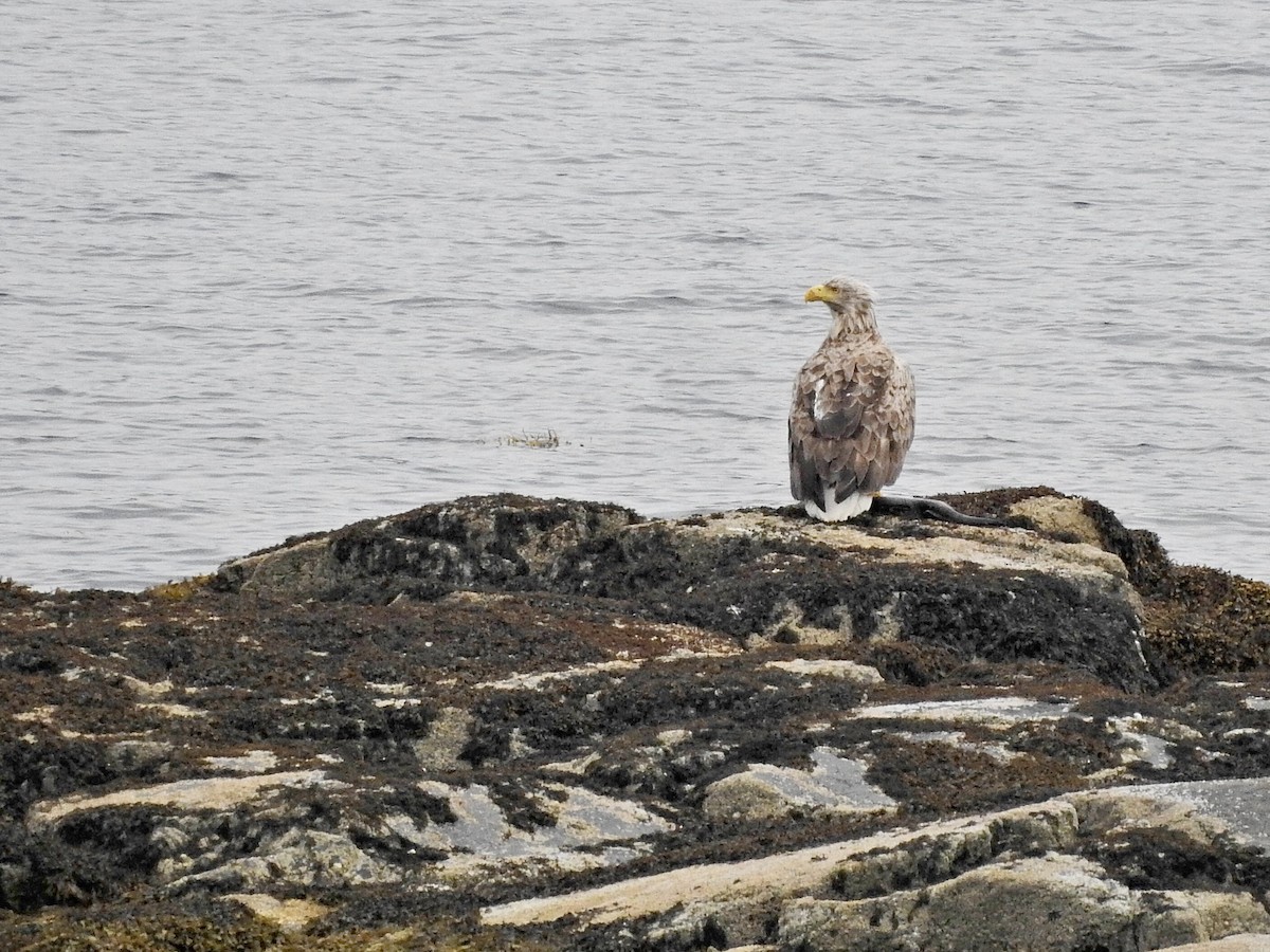 White-tailed Eagle - William Duncan