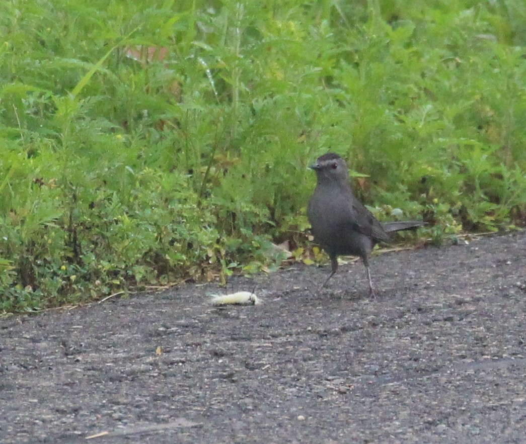 Gray Catbird - ML622095825