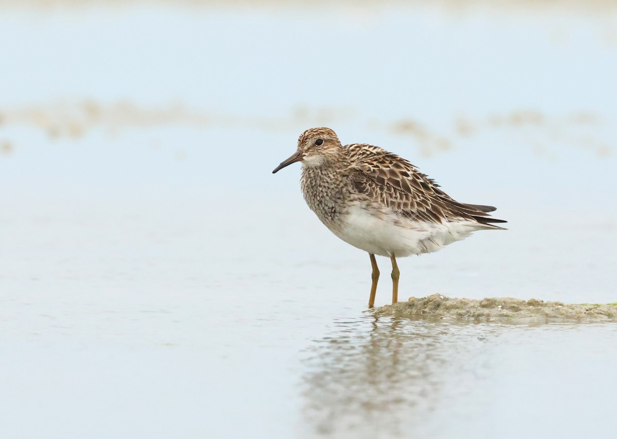 Pectoral Sandpiper - Jeremiah Trimble