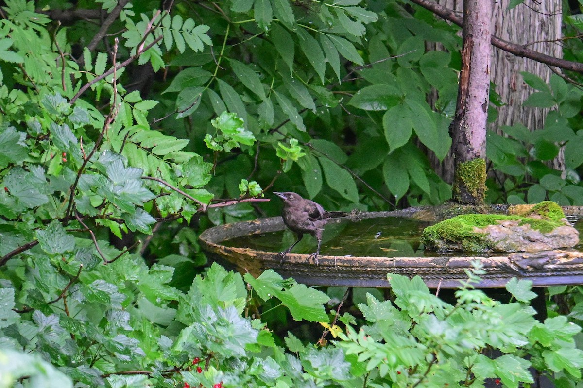 Common Grackle - Serg Tremblay