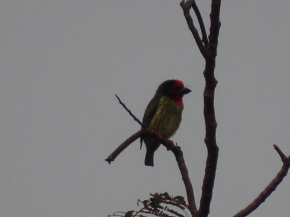 Coppersmith Barbet - Radek Nesvačil