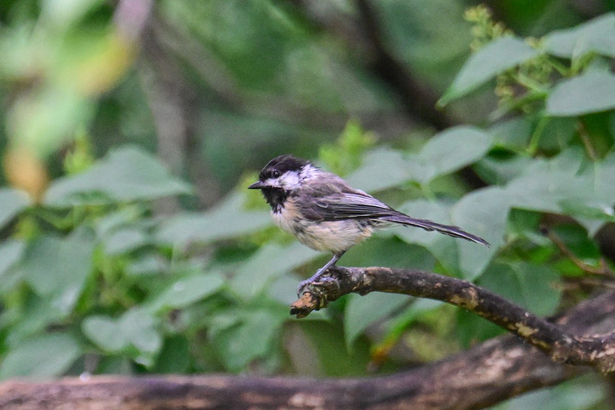 Mésange à tête noire - ML622095913