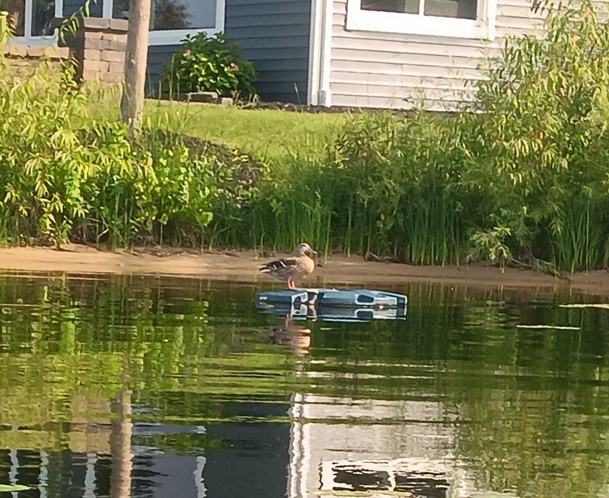 Canard colvert - ML622095929