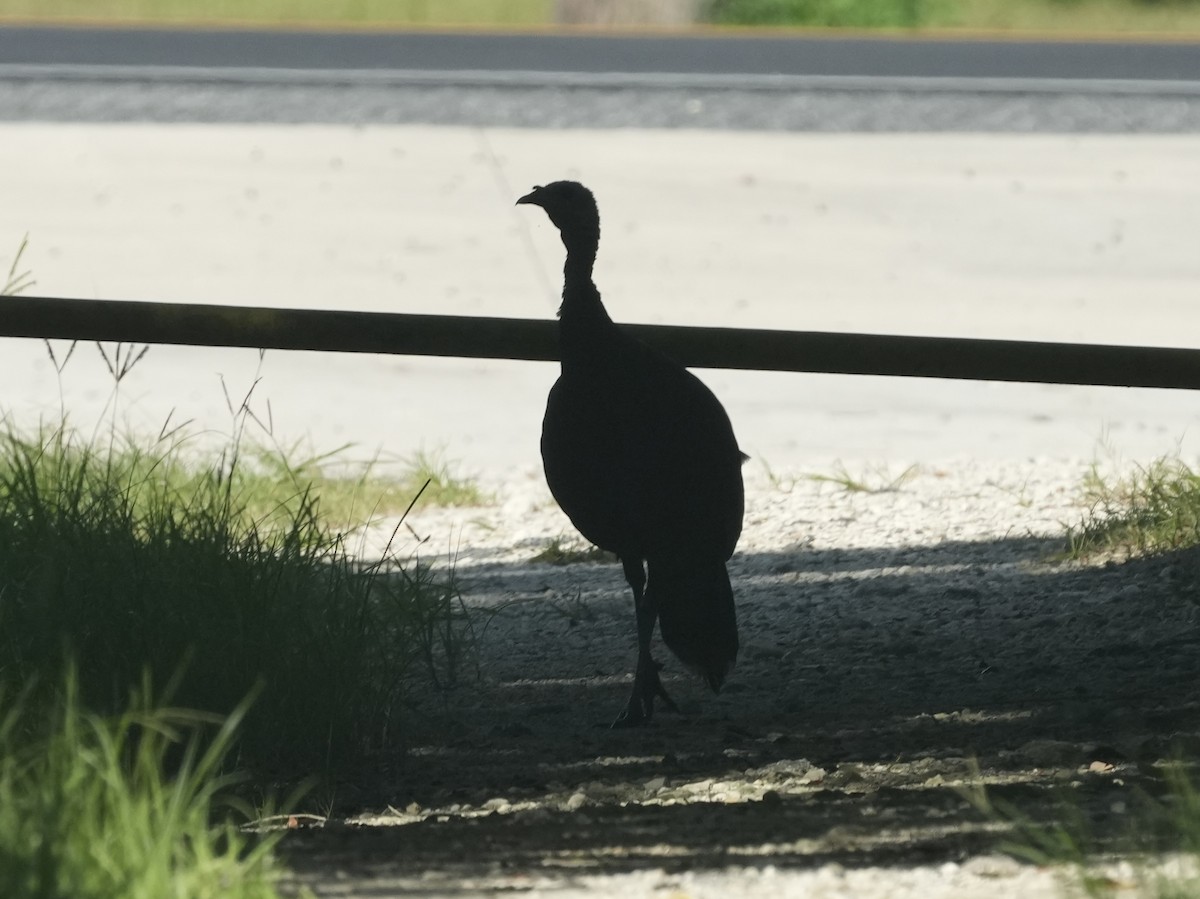 Wild Turkey - ML622096006