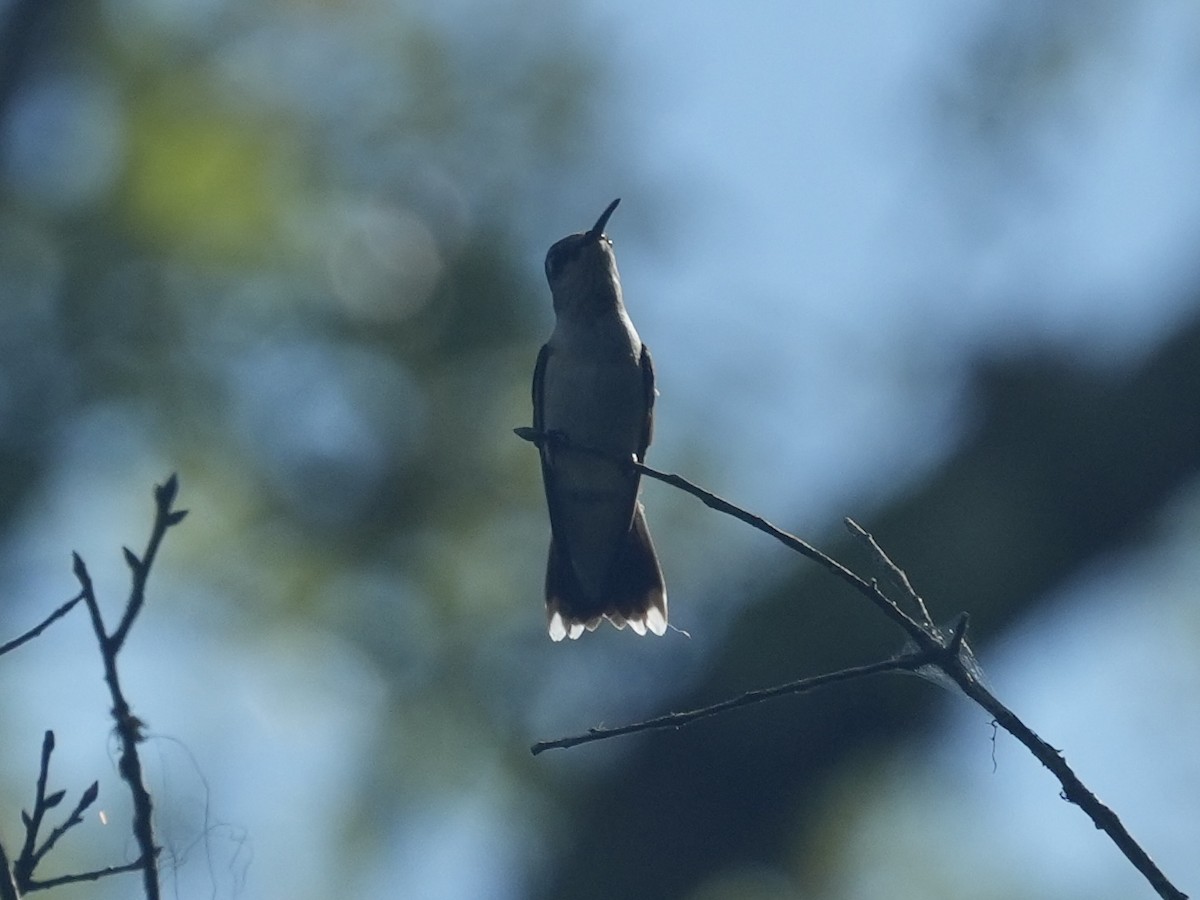 Ruby-throated Hummingbird - ML622096012