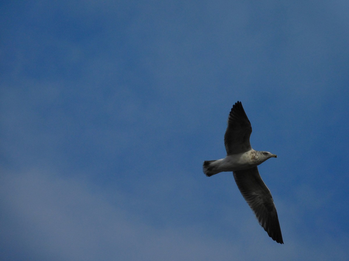 Kelp Gull - George Vaughan