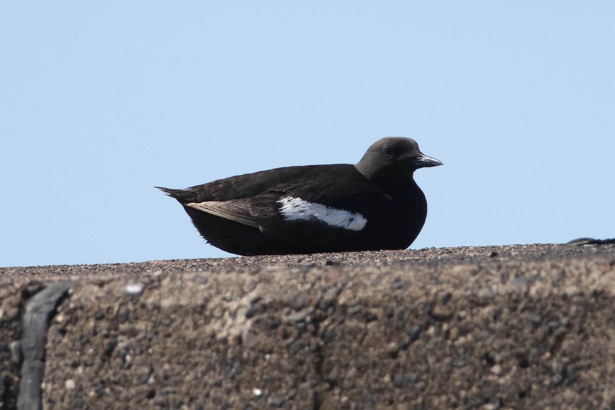 Black Guillemot - ML622096109