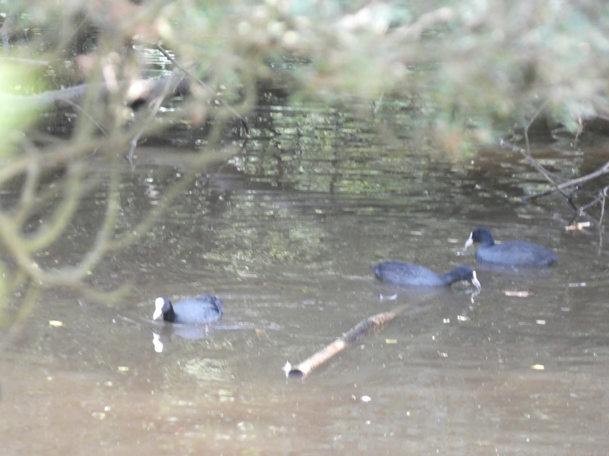 Eurasian Coot - Mike Tuer