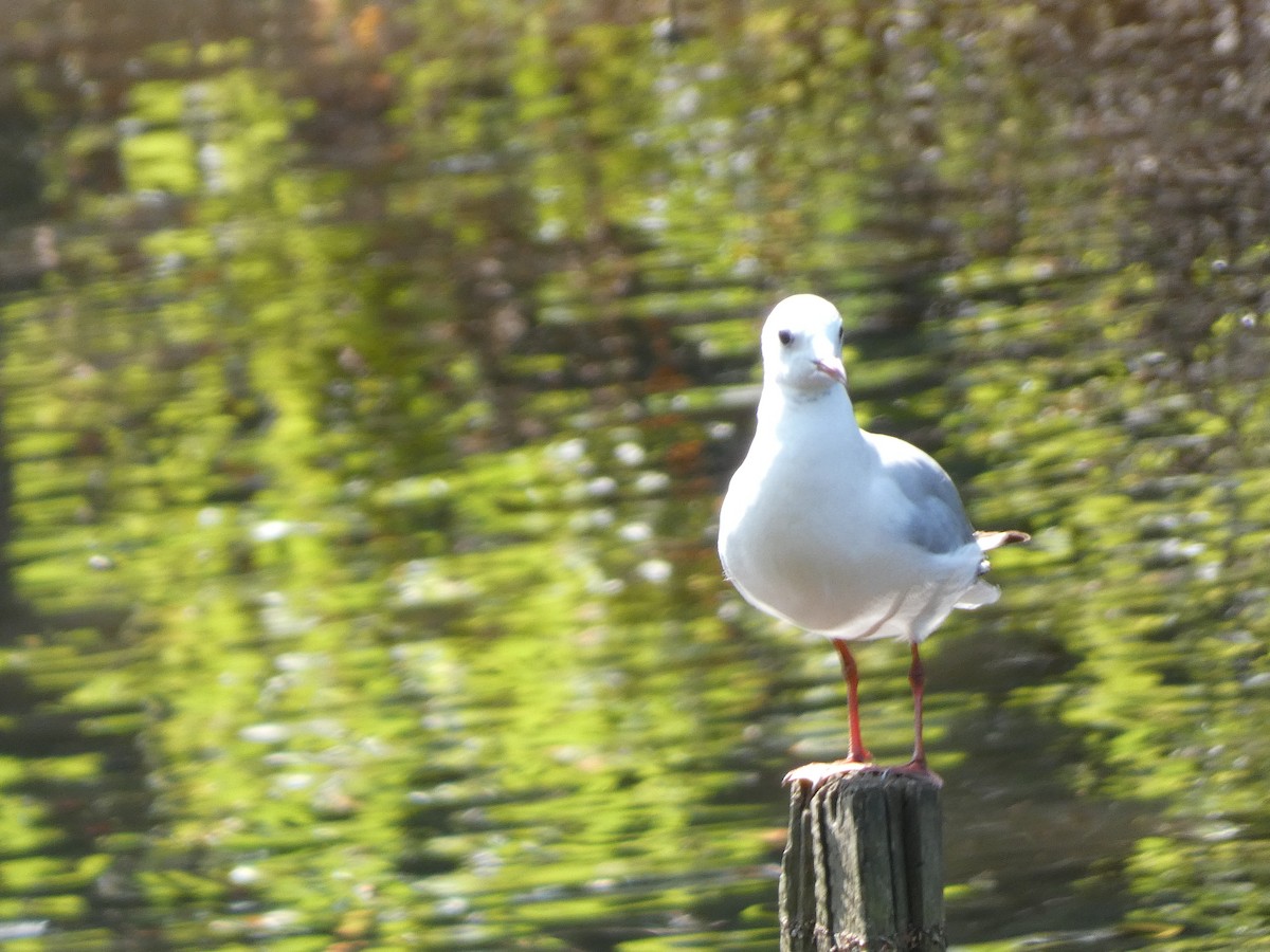 Gaviota Reidora - ML622096122