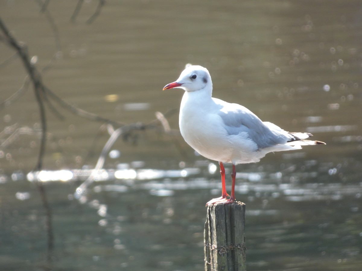 Gaviota Reidora - ML622096124