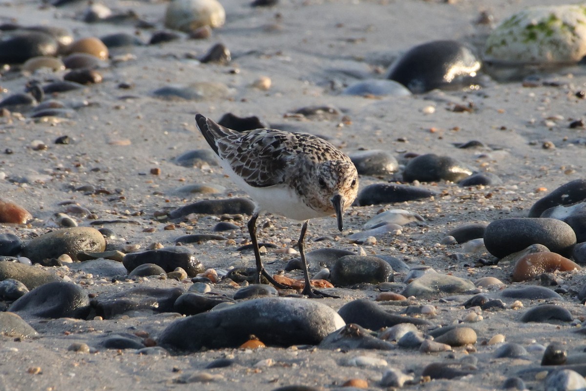 Sanderling - ML622096129