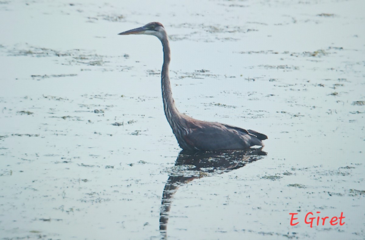 Garza Azulada - ML622096130