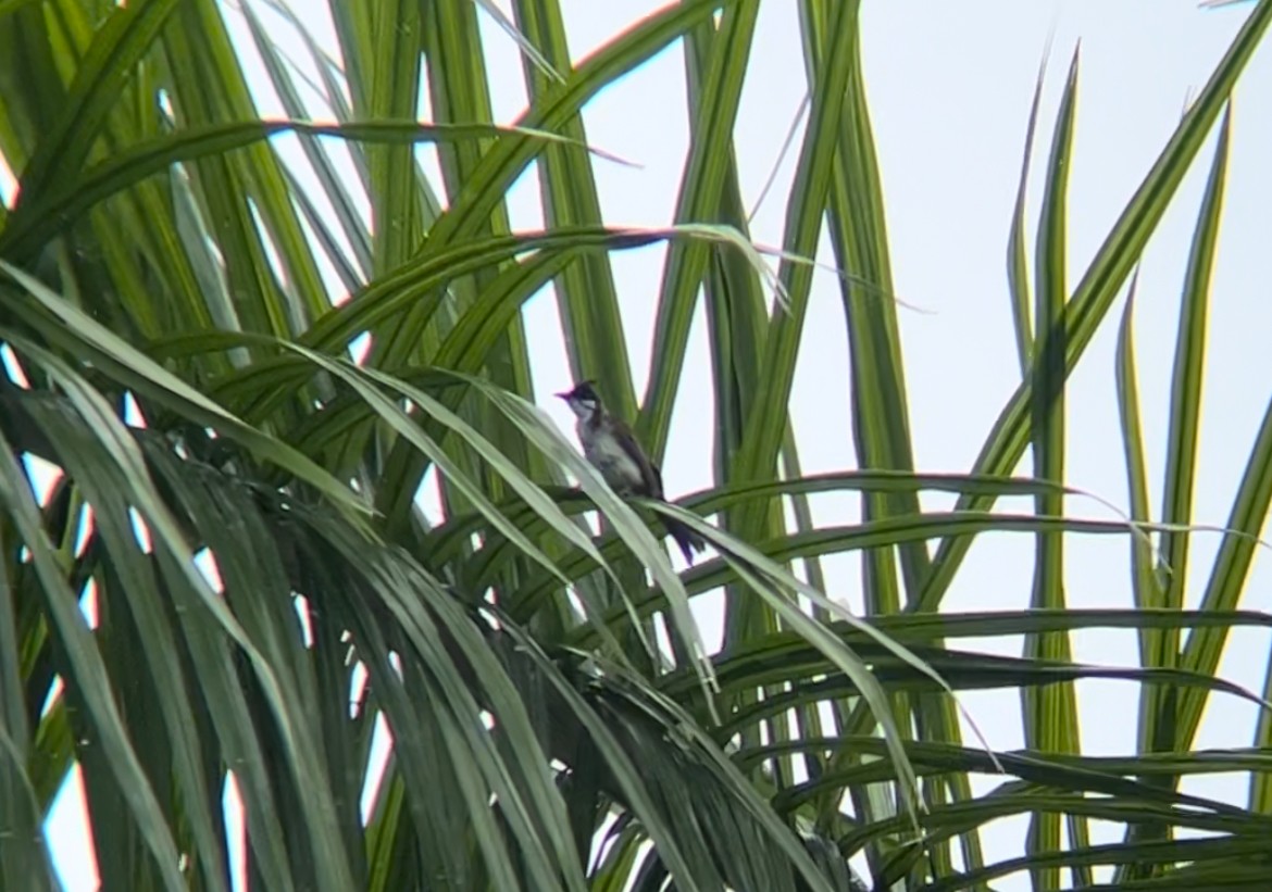 Red-whiskered Bulbul - ML622096139