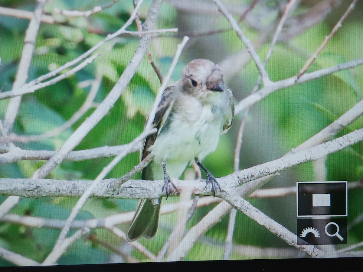 Eastern Phoebe - Éric giret