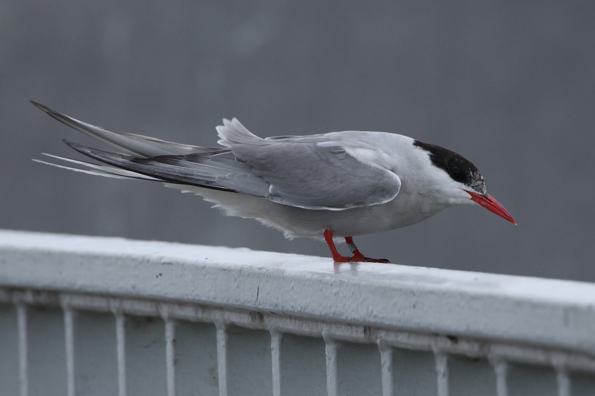 Arctic Tern - ML622096147