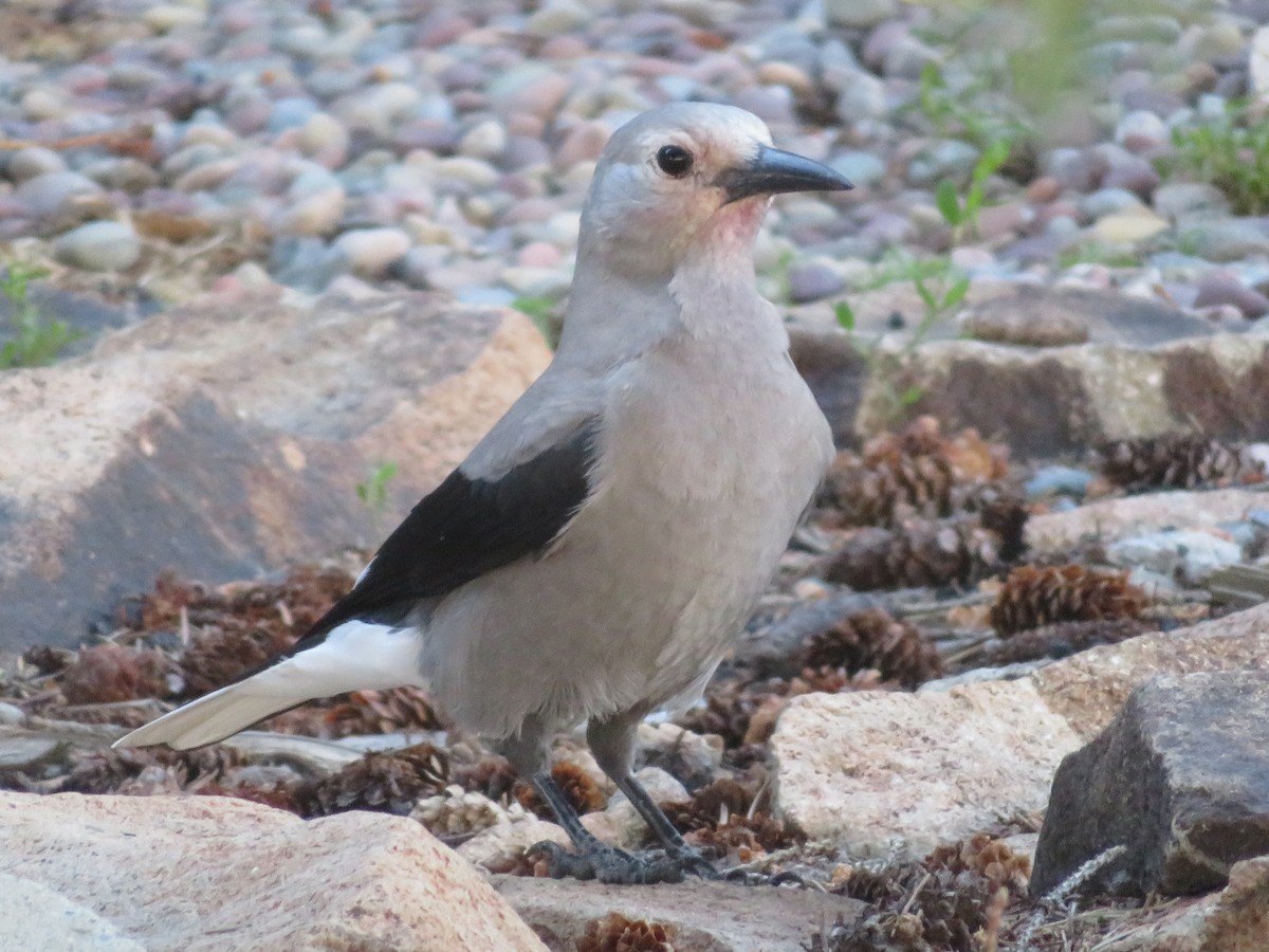 Clark's Nutcracker - Aidan Sinha