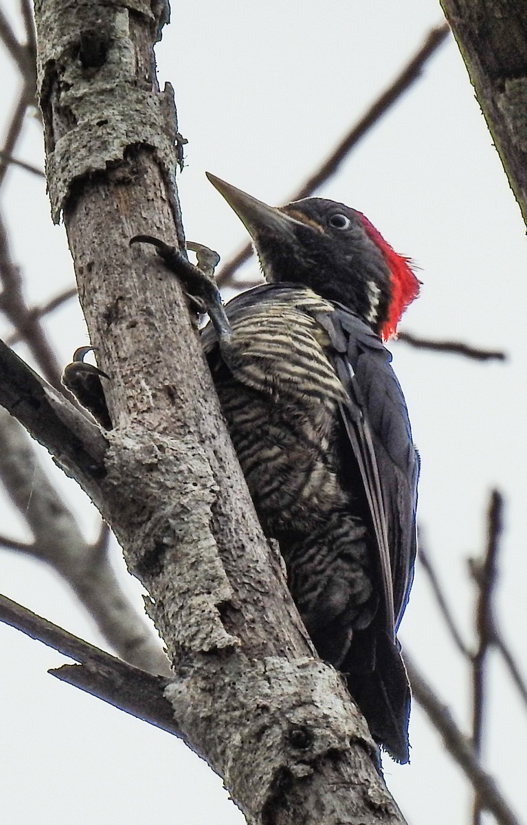 Lineated Woodpecker - ML622096335