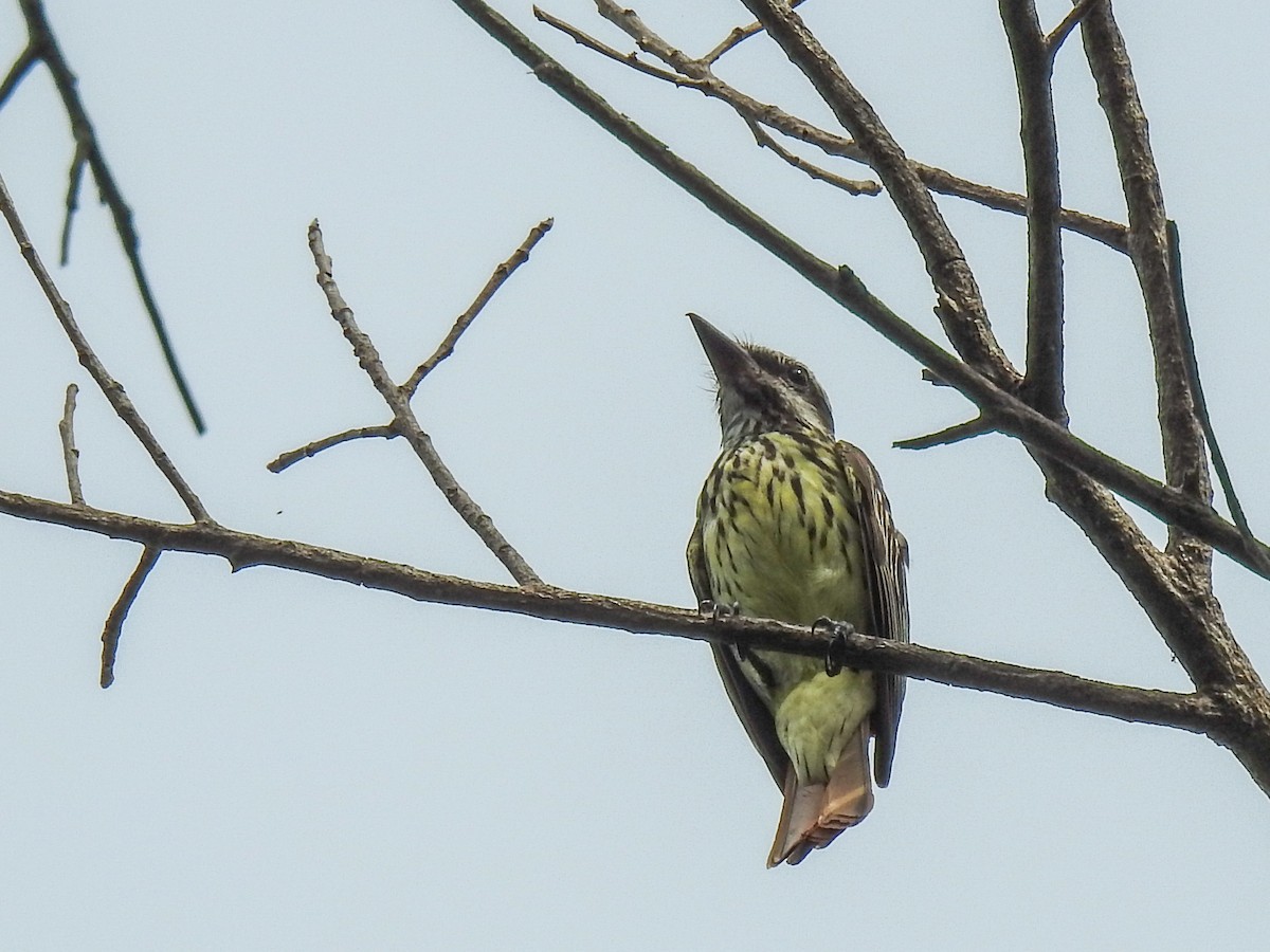 Sulphur-bellied Flycatcher - ML622096344