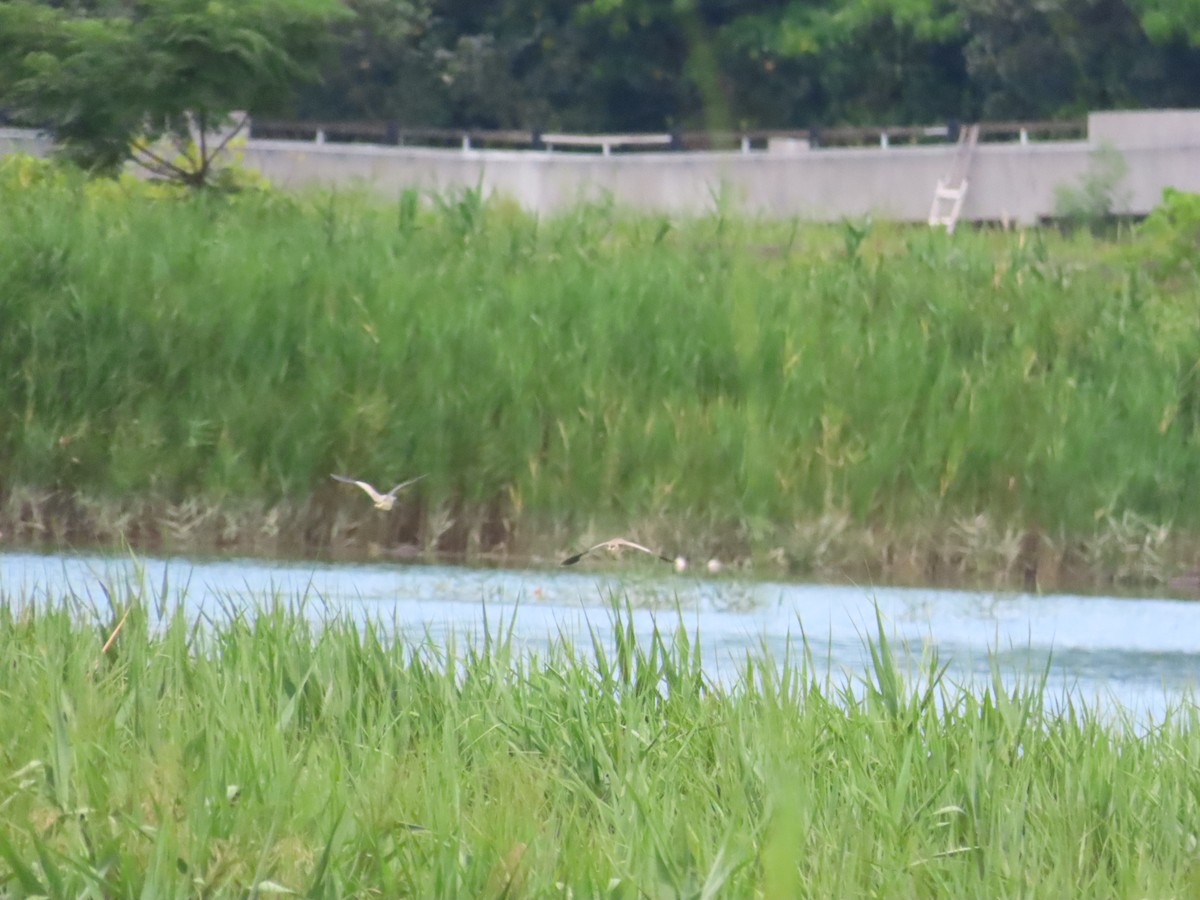 Yellow Bittern - 韋勳 陳