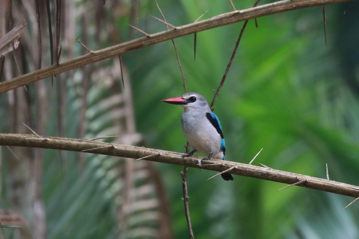 Woodland Kingfisher - ML622096351