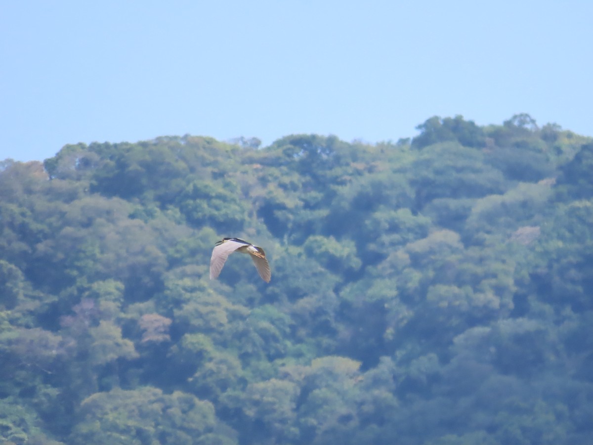 Black-crowned Night Heron - ML622096352