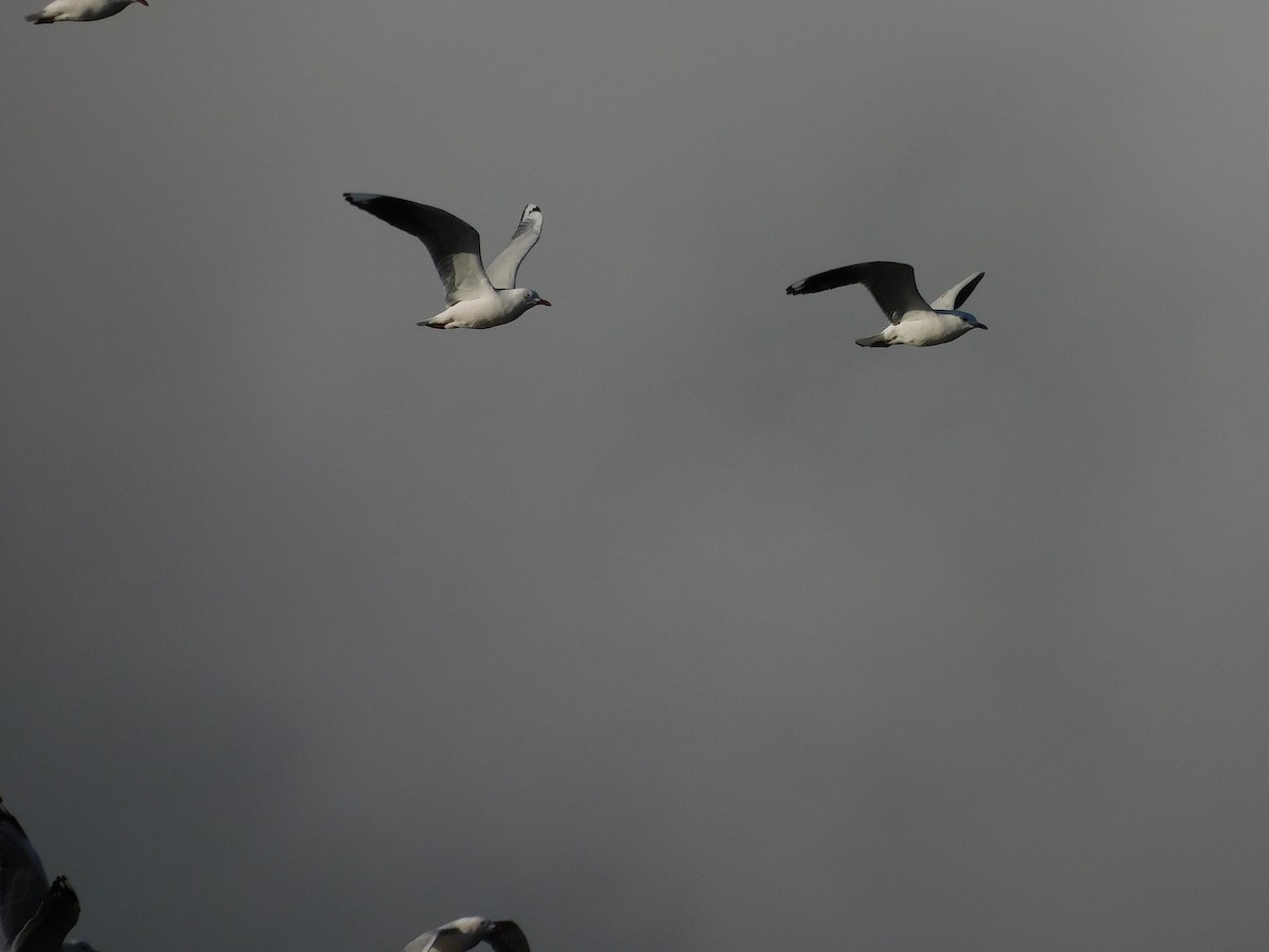 Silver Gull - ML622096353