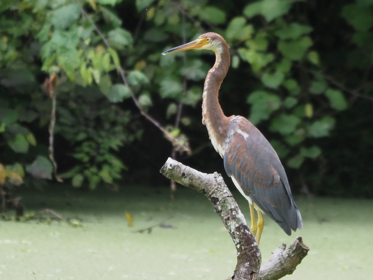 Tricolored Heron - ML622096356