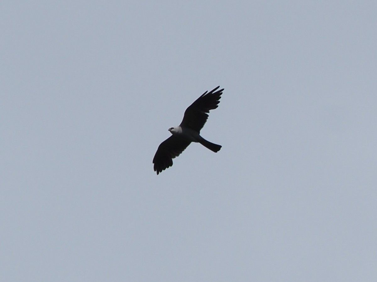 Mississippi Kite - ML622096357