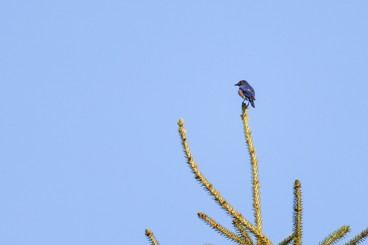 Eastern Bluebird - Laurent Prévost-Frenette