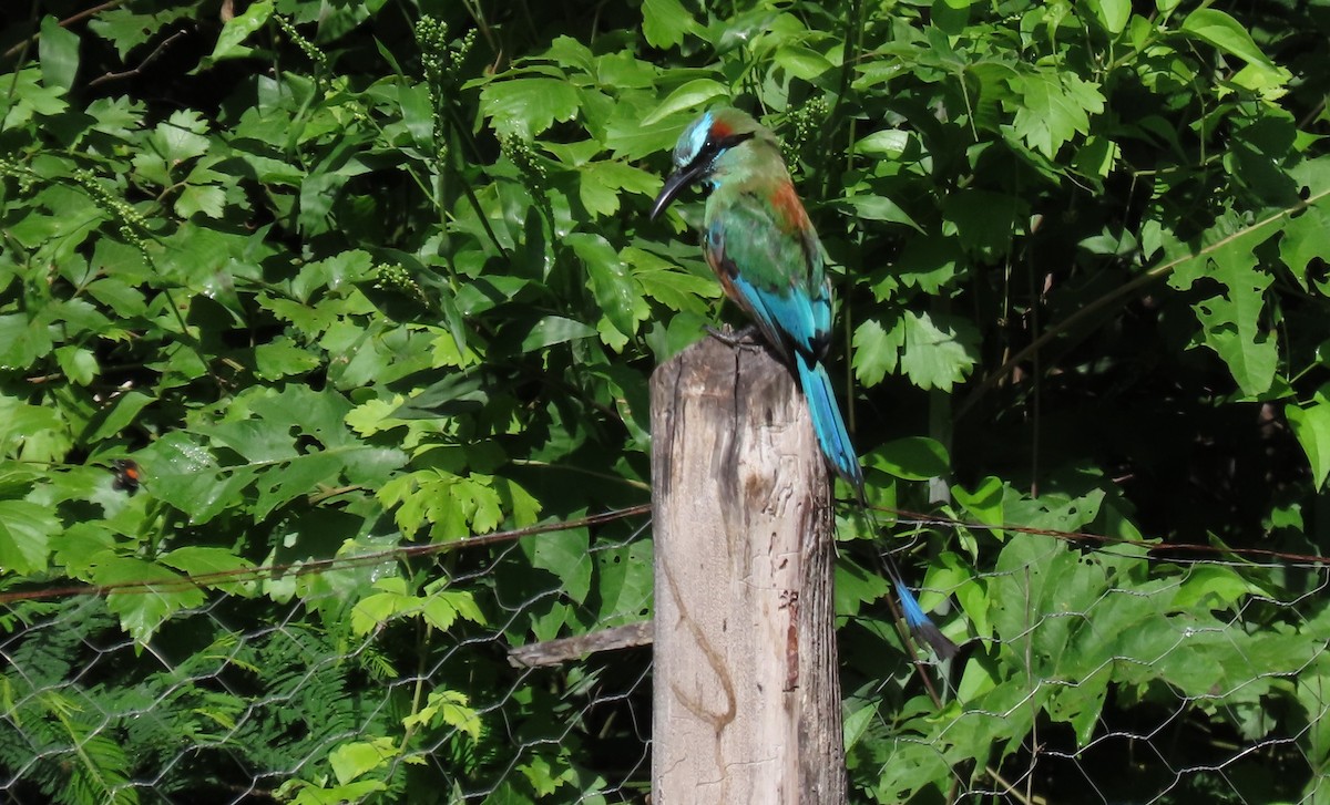 Turquoise-browed Motmot - ML622096360