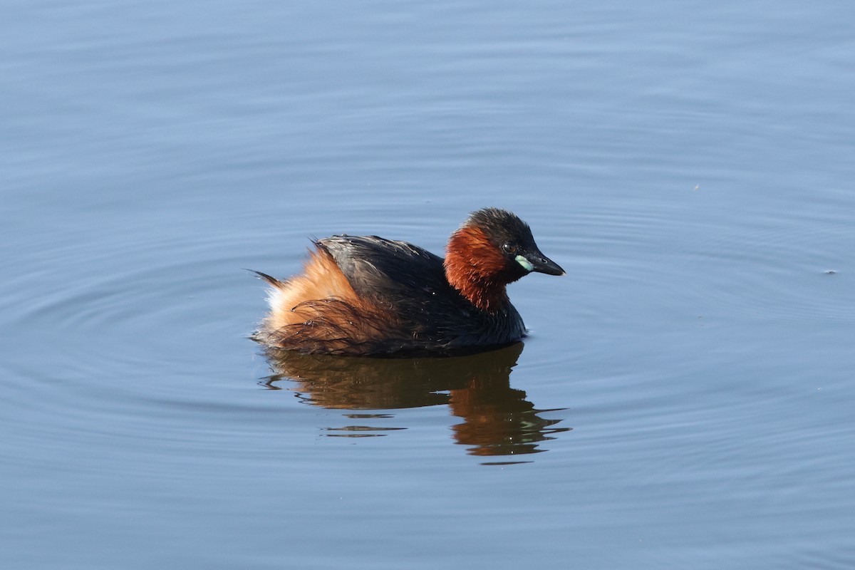 Little Grebe - ML622096386