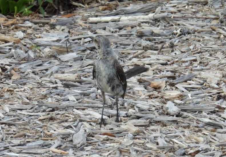 Northern Mockingbird - ML622096453