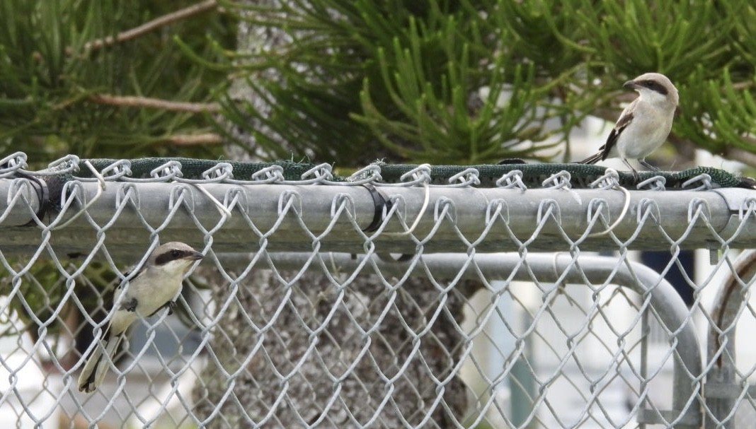 Loggerhead Shrike - Denise Rychlik