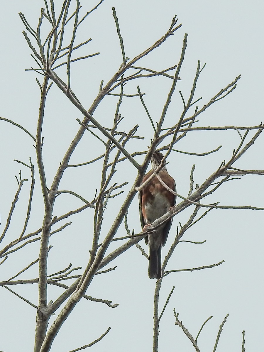 Rufous-backed Robin - ML622096522