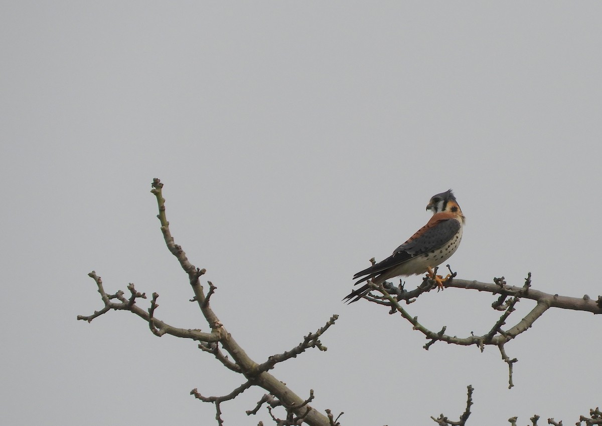 American Kestrel - Pablo Hernan Capovilla