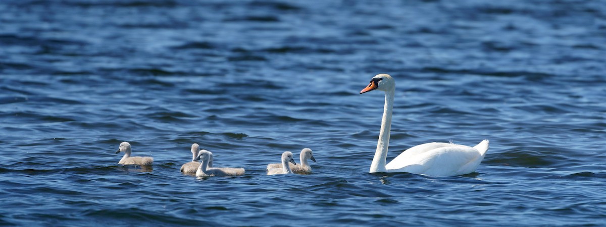 Mute Swan - Patrick Mariot