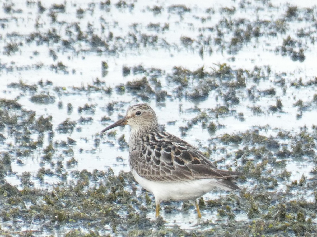 Pectoral Sandpiper - David Riddle